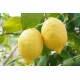 limoni bio