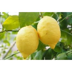 limoni bio