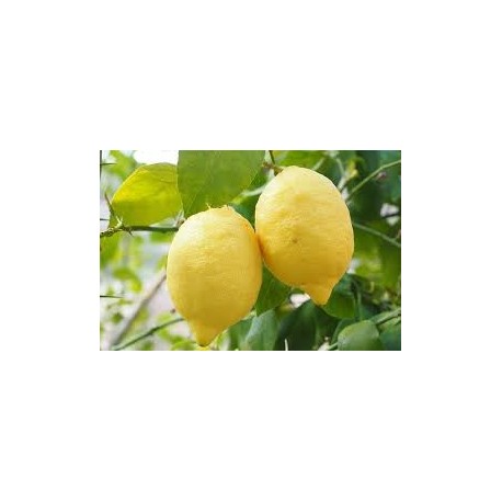 limoni bio