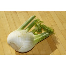 finocchi