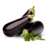 melanzane BIO