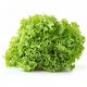 insalata gentile bio