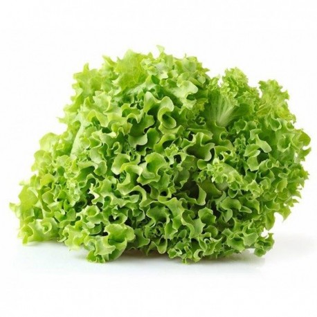 insalata gentile bio