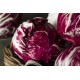radicchio tondo