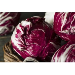 radicchio tondo