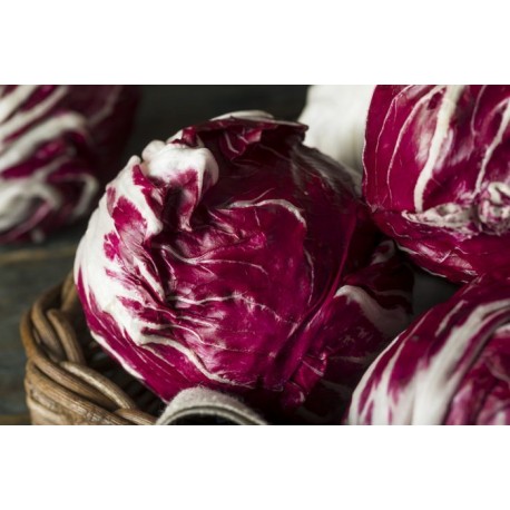 radicchio tondo