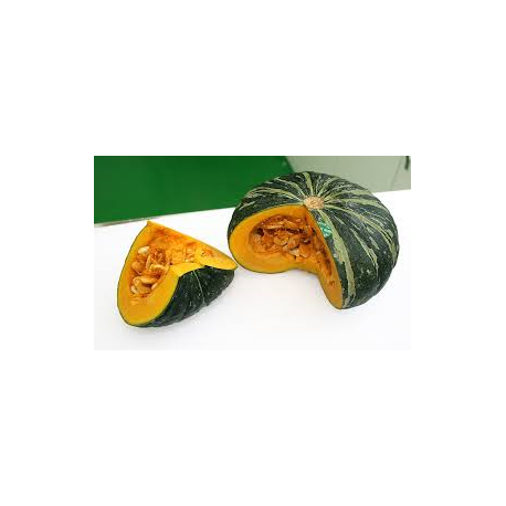 zucca delica